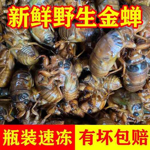 莘县大量现货新鲜知了猴批发活体速冻金蝉知了鲜活蚕蝉蛹爬叉猴结了龟