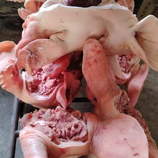 齐齐哈尔黑龙江母猪一级头