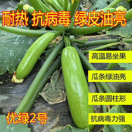寿光市耐热西葫芦种子绿皮耐高温夏季高温不发白