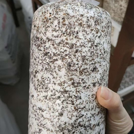 天麻蜜环菌种 陕西汉中天麻蒴果种植萌发菌