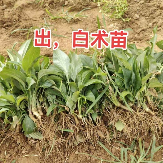 改良白术苗，