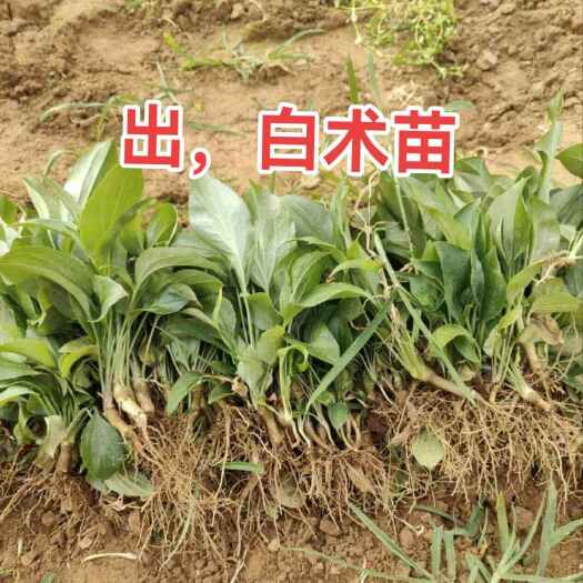 亳州改良白术苗，