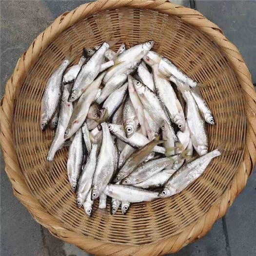餐鱼条开肚去内脏净重，速冻工厂直发，规格包装可定制。