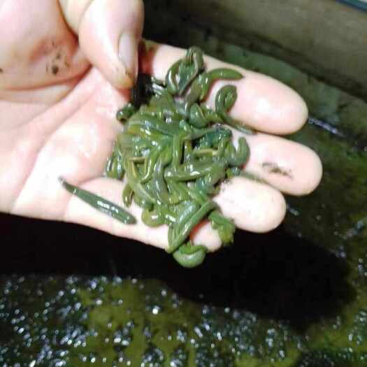 江门蚂蟥菲牛蛭幼苗开口苗
