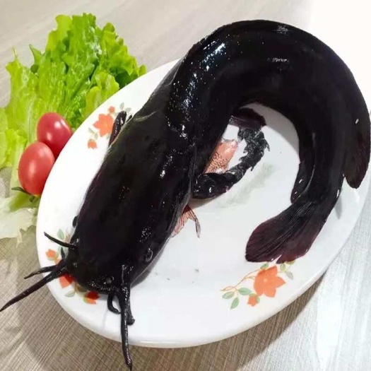 八须鲶鱼，大口鲶鱼