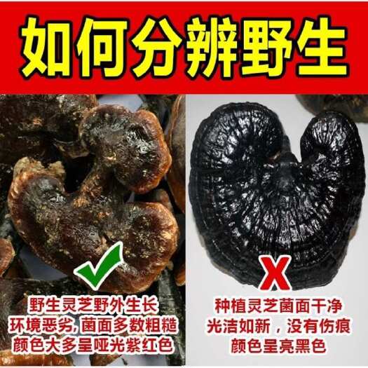 靖州县湖南怀化纯灵芝，农民伯伯进入深山采摘而来