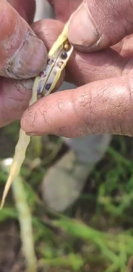 张家界湖南今年油菜籽