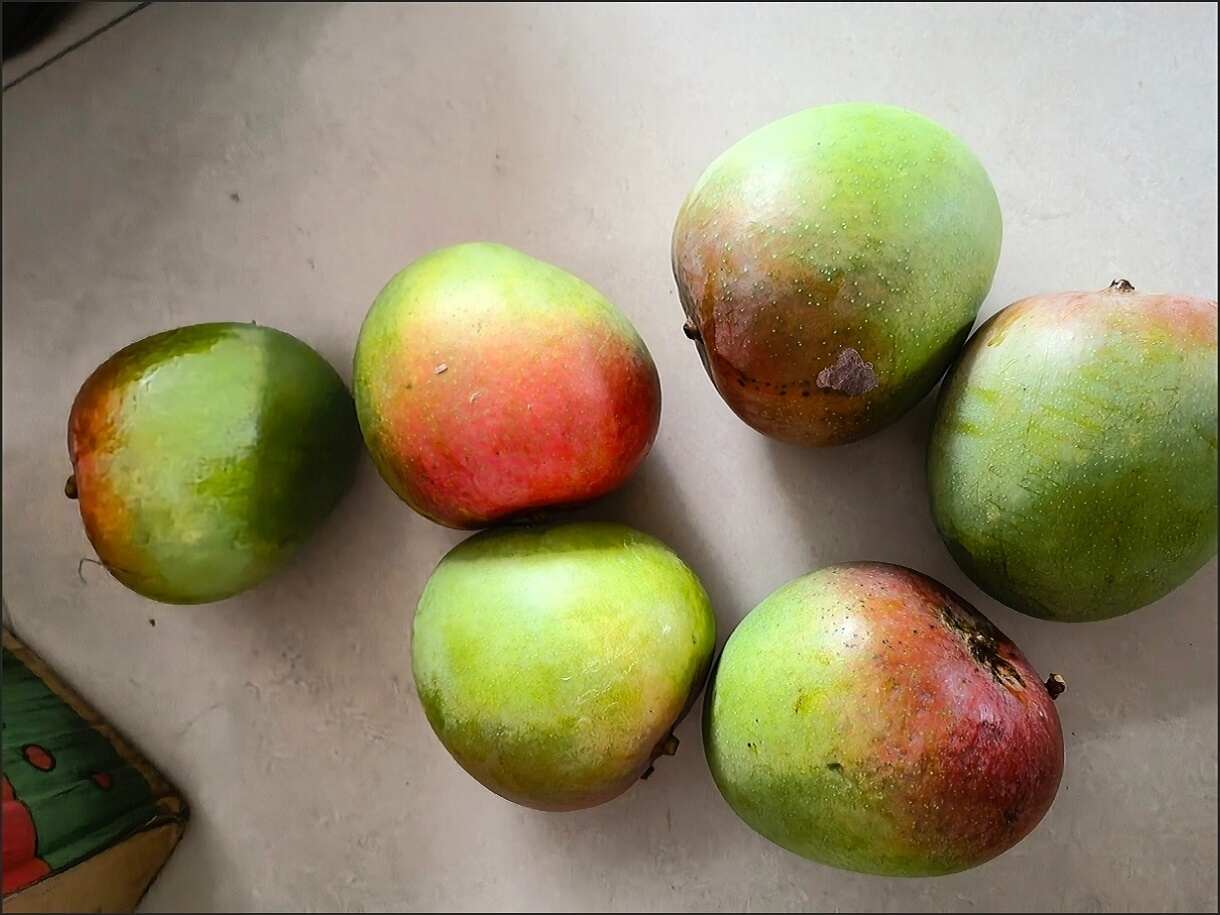 云南当季新鲜大澳芒果，苹果芒，彩虹芒果包邮代发，欢迎老板选购