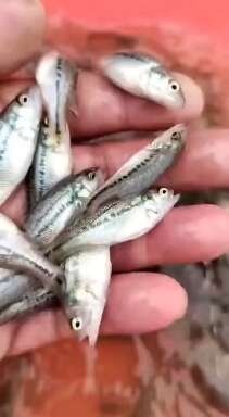 重庆市加州鲈鱼苗 鲈鱼桂花鱼大口鲢