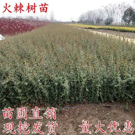 沭阳县火棘树苗火棘球 带刺植物庭院围墙绿篱植物 观花观果四季常青耐