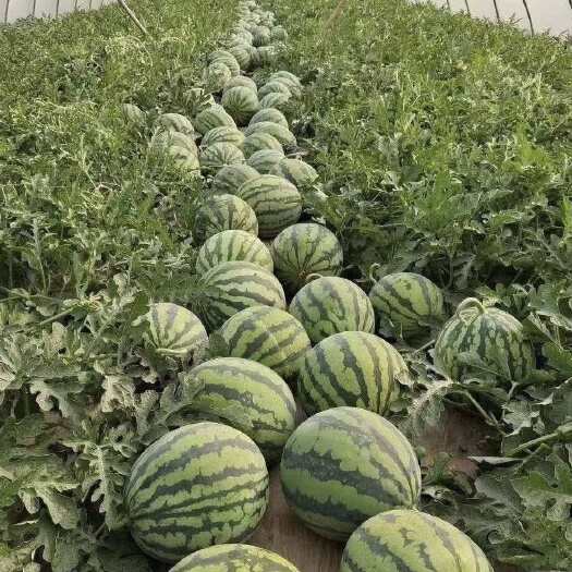 费县甜王西瓜产地直发 大量上市