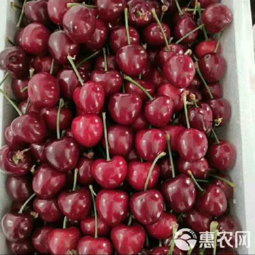 大荔县美枣樱桃