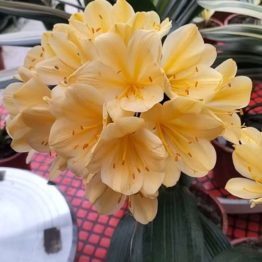 辉南县君子兰盆栽君子兰苗黄花君子兰
