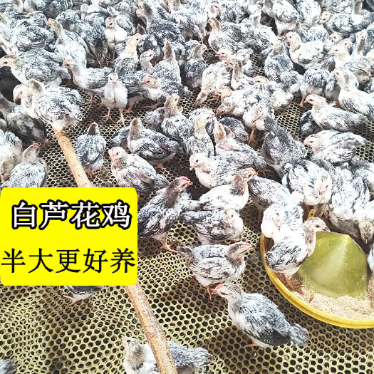郑州脱温苗白芦花半斤左右，疫苗齐全，包运输损耗