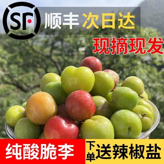 信宜市［产地直发］广东省信宜市钱排三月三华李包酸包脆腌制批发一件代
