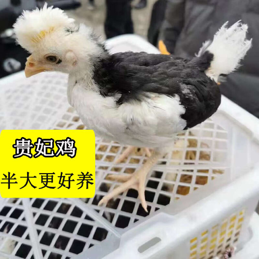 衡阳半大贵妃鸡，半斤左右，脱温鸡苗，疫苗齐全，养殖场只发