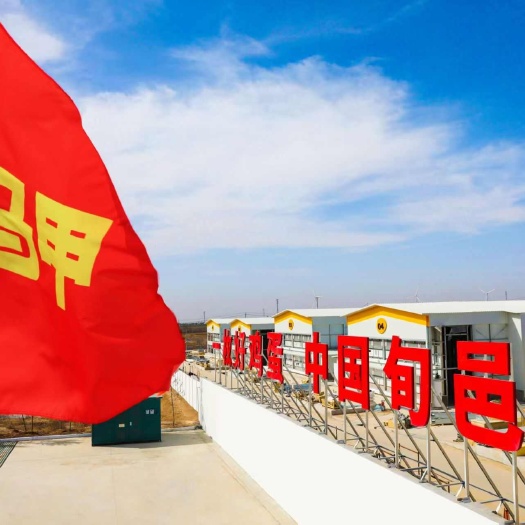 西安白壳蛋  鸡场直供 品质稳定，长期供应，一手货源，蒸煮炒煎口