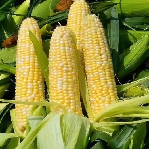玉溪云南双色金银玉米