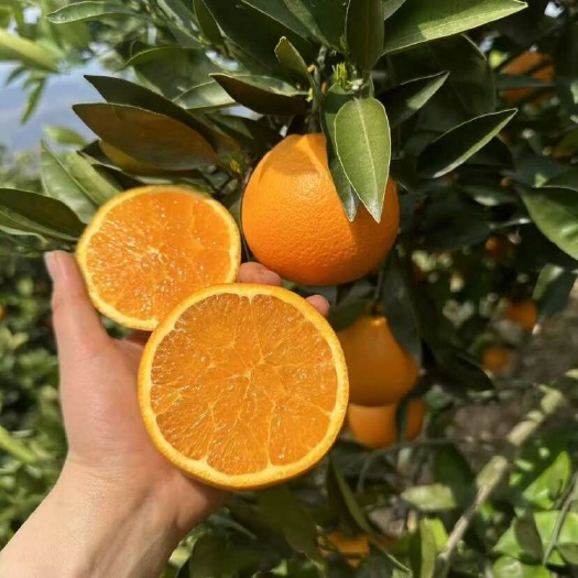 秭归县湖北秭归江边夏橙，口感纯甜，一手货源，现採现发