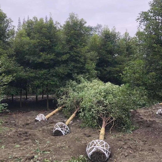 芦山县金丝楠木