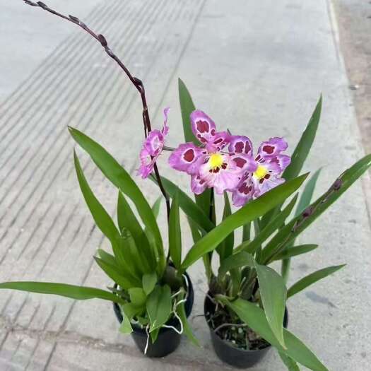 广州豹斑文心兰含苞待放，基地直发