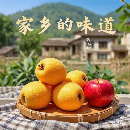 云南昭通永善大五星枇杷，当季水果批发，零售。新鲜现摘现发