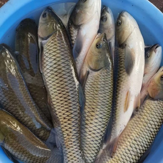 湖南湘潭新鲜草鱼 源自湘乡优质水产