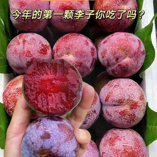 贺州长寿贺州三华李