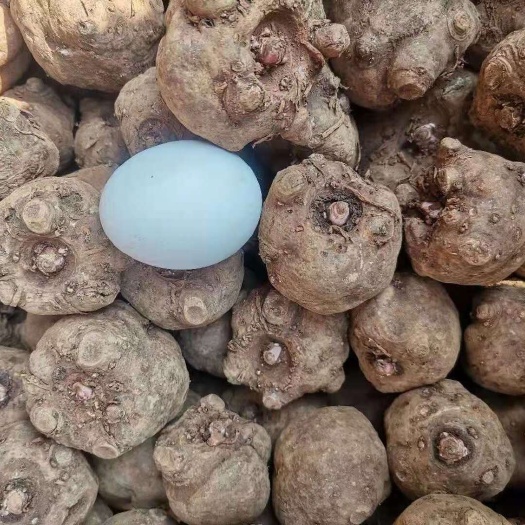 罗甸县魔芋种子