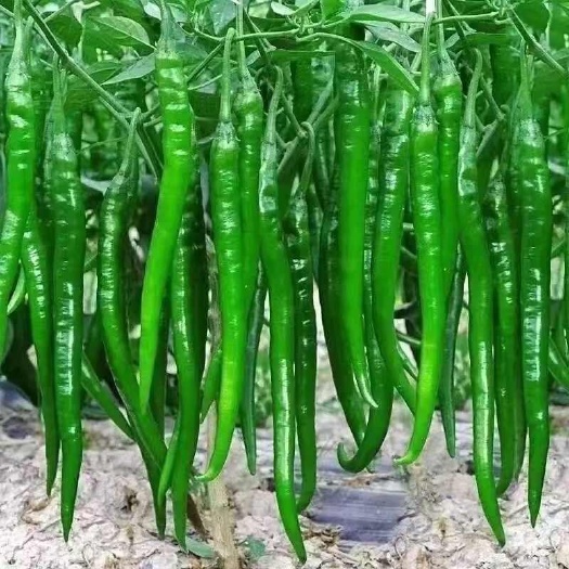 凤凰县农家自种辣椒新鲜香辣椒二荆条辣椒青辣椒