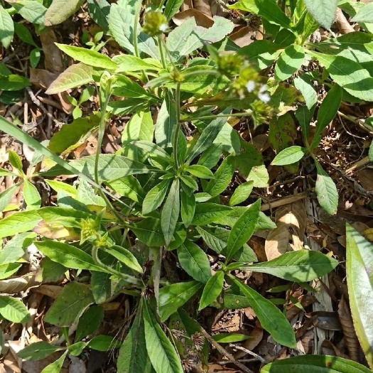 饶平县潮汕白背地胆草