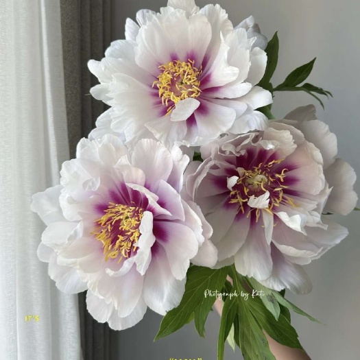 菏泽菏泽牡丹芍药鲜切花和苗