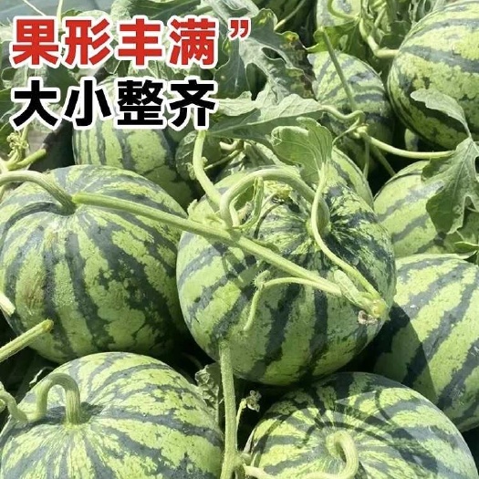 费县8424西瓜大量上市