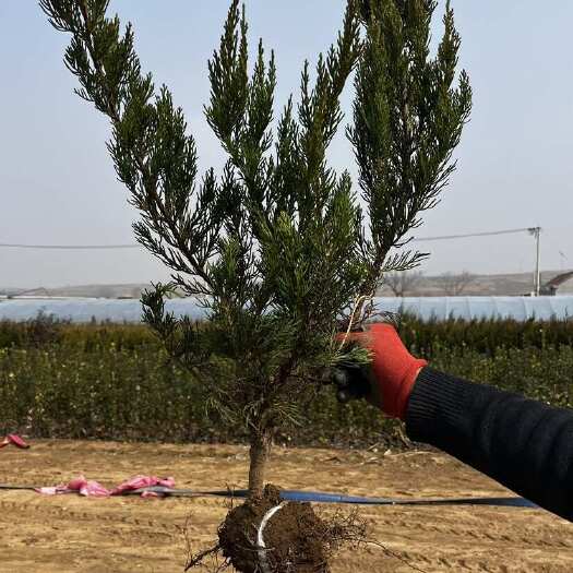日照出售小龙柏高度40小龙柏50小龙柏60小龙柏规格齐全