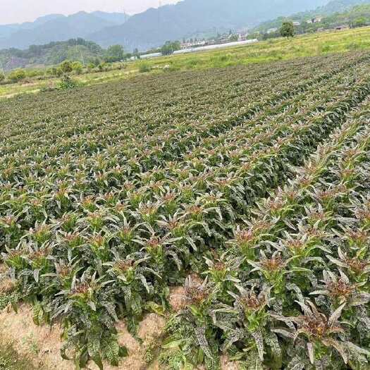 金华莴笋量大自己家种价格便宜