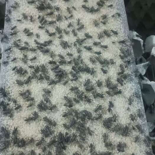 菏泽蟋蟀大亚，卵