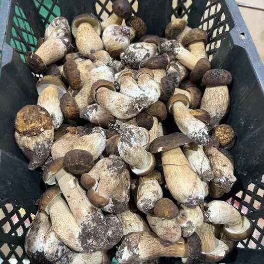 大理市云南野生美味牛肝菌、青头菌、红葱白葱、黄牛肝、鸡纵菌，预售