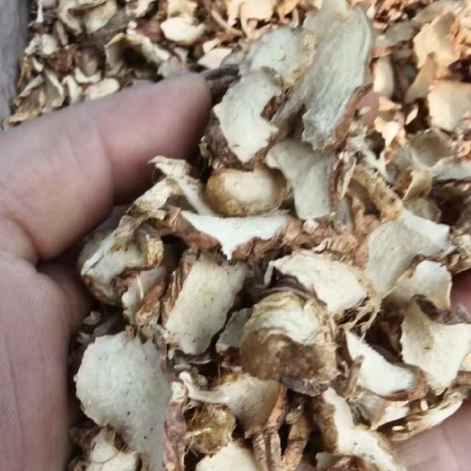 亳州知母片子