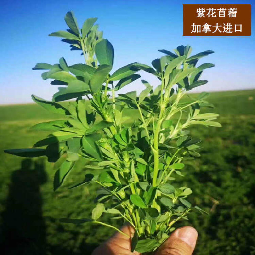 紫花苜蓿种子多年生耐寒草四季高产苜蓿菜猪牛羊鸡鱼牧草种籽