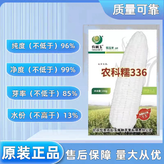 扶沟县农科糯336甜糯玉米早熟适应能力强口感好抗病性强甜甜糯糯