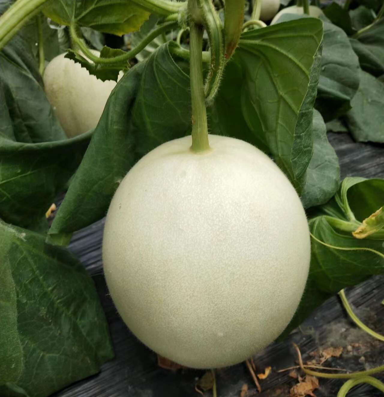 山东莘县头茬玉菇甜瓜，市场电商，一件代发