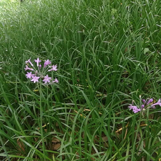 郴州湖南郴州紫娇花苗木 营养杯苗 基地直销花草花卉批发