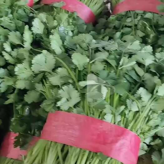 邯郸香菜