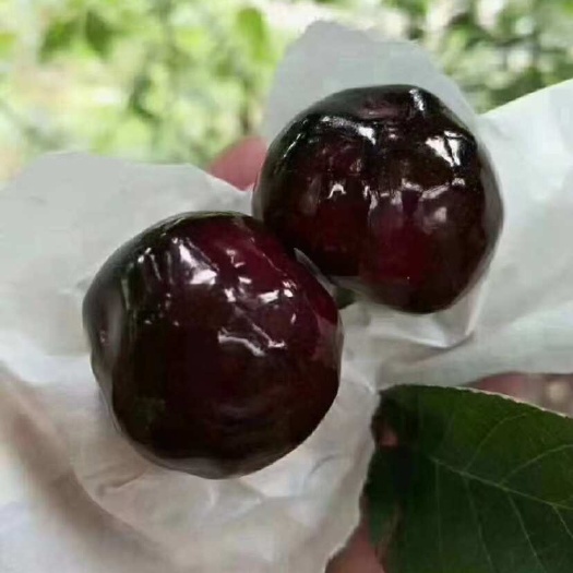 汉源县新鲜黑珍珠     车厘子/樱桃     现摘现发