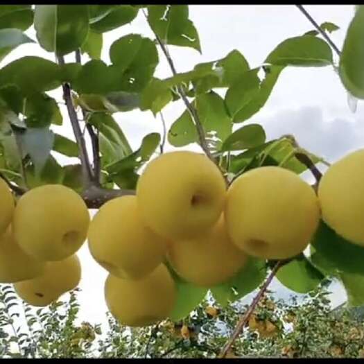 蒙自市黄花梨