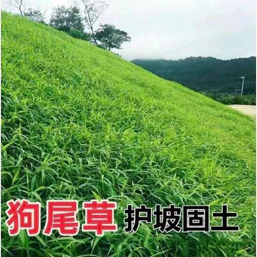 苏州狗尾巴草种子狗尾草种籽绿化护坡固土耐热耐旱牧草种子狗尾草种子