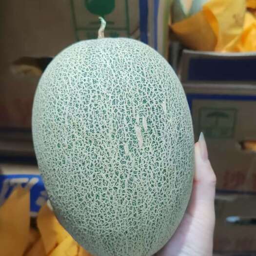 海口海南网纹瓜哈密瓜批发1.6元