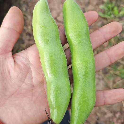 简阳市四川成都简阳新鲜蚕豆 当日采摘现摘现发 优质豆菜类蔬菜