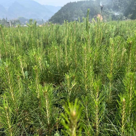 兴义市袋装苗高度三十到六十湿地松，油松