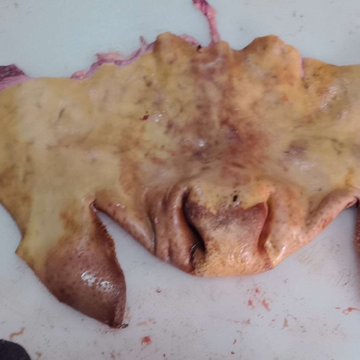 博爱县火烧毛生牛嘴叉